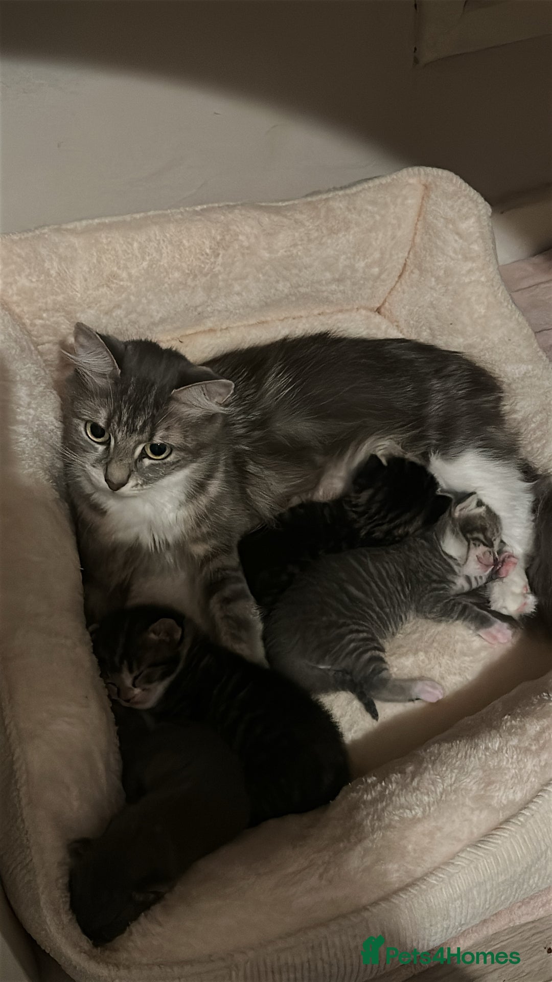 Mixed Breed cats for sale: 4 kittens for sale - Image 2