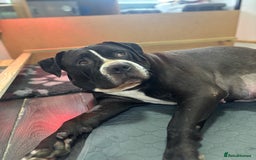 Mixed Breed dogs for sale: Came corso X American bulldog - Advert 2