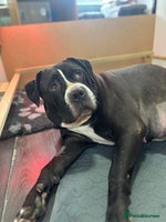 Mixed Breed dogs Came corso X American bulldog - Advert 3