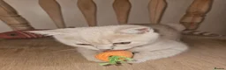 British Shorthair cats for sale: Champion lines British Shorthair kittens  - Advert 13