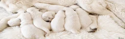 Golden Retriever dogs for sale: Newmiller Retrievers Puppies Avaliable  - Advert 3