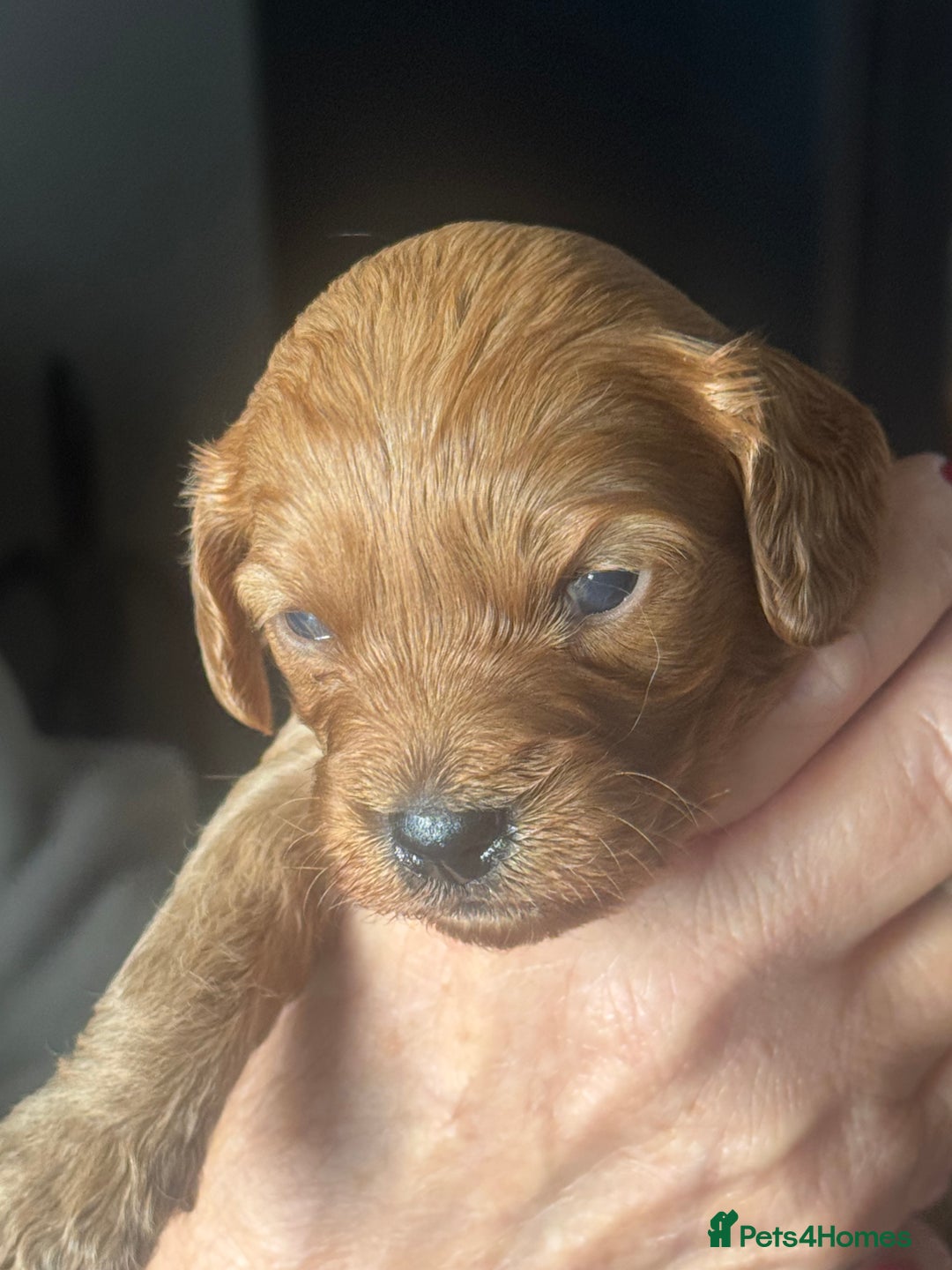 Cavapoo dogs for sale: Beautiful healthy Cavapoo’s d.o.b 22/08/25 - Image 32