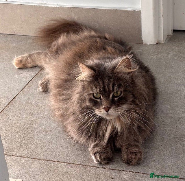 Mixed Breed cats Affectionate and loving 5 year old moggy - Advert 14