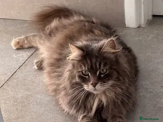 Mixed Breed cats Affectionate and loving 5 year old moggy - Advert 2