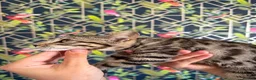 Bengal cats for sale: bengal female kittens - Advert 6