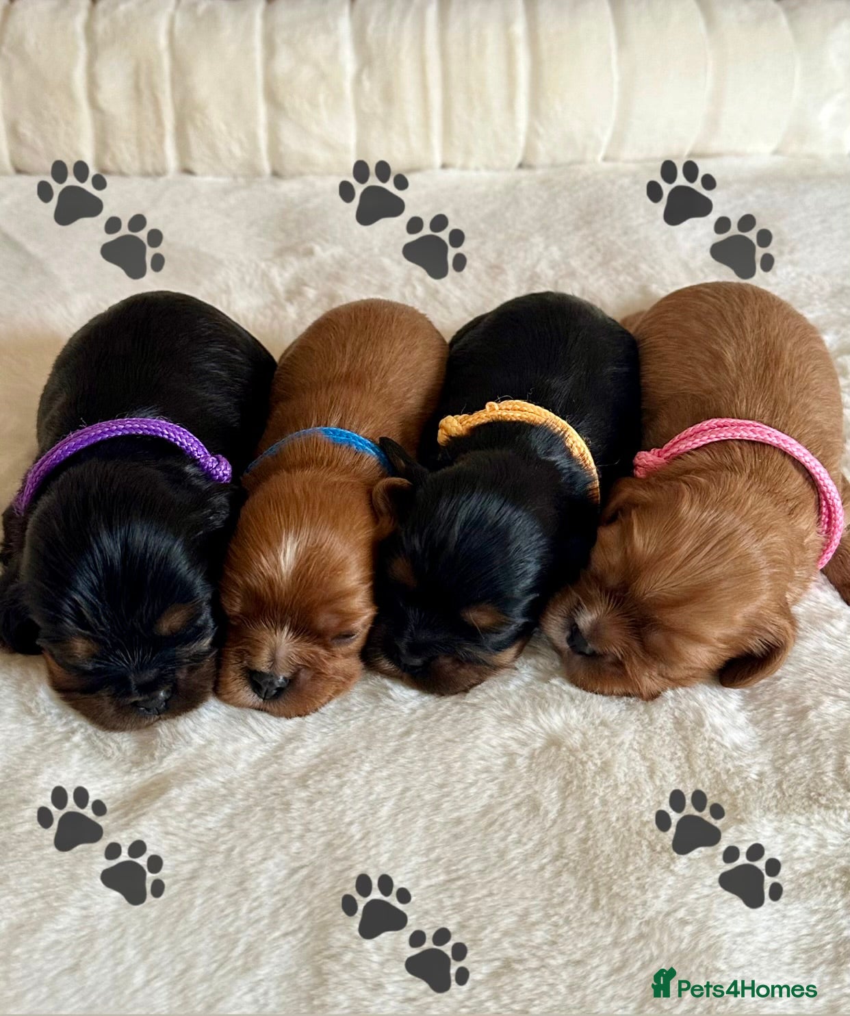 Cavalier King Charles Spaniel dogs KC Registered Heath Tested Puppies  - Advert 1