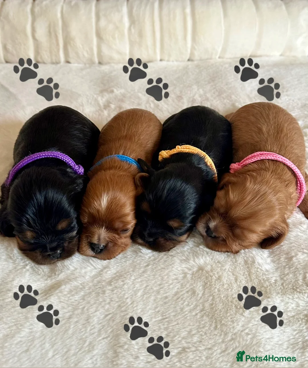 Cavalier King Charles Spaniel dogs for sale: KC Registered Heath Tested Puppies  - Advert 1