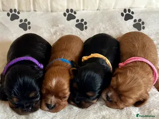 Cavalier King Charles Spaniel dogs KC Registered Heath Tested Puppies - Advert 1