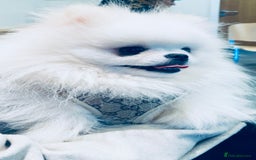 Pomeranian dogs for sale: Stunning Kc-reg boys 🌟🌟🌟🌟🌟 - Image 24