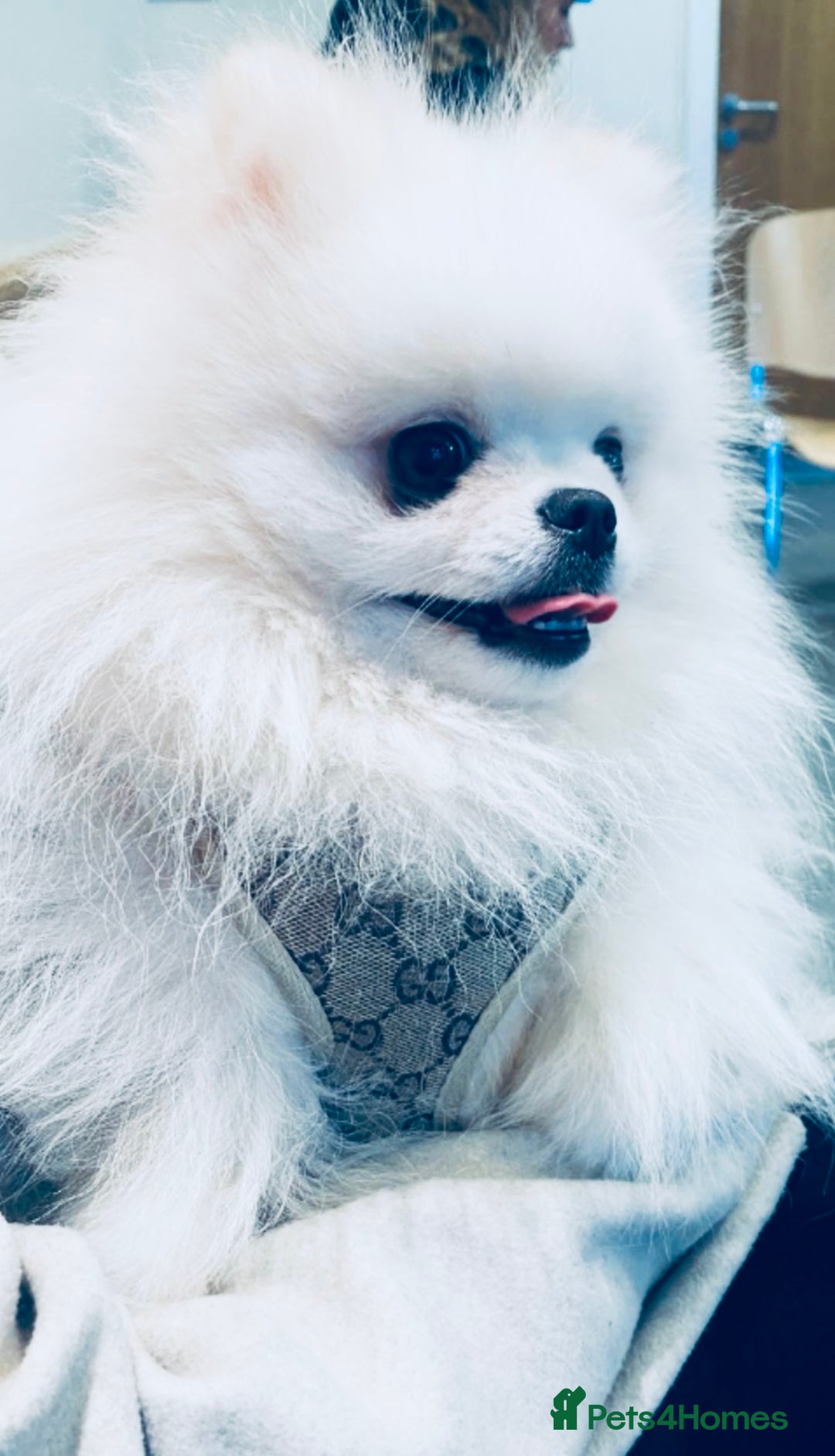 Pomeranian dogs for sale: Stunning Kc-reg boys 🌟🌟🌟🌟🌟 - Image 24
