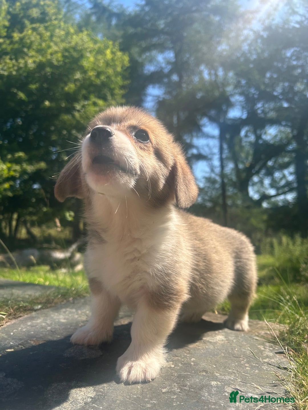 Welsh Corgi Pembroke dogs for sale: 1 Male left - KC Pembrokeshire Corgis  in Aberystwyth - Image 2
