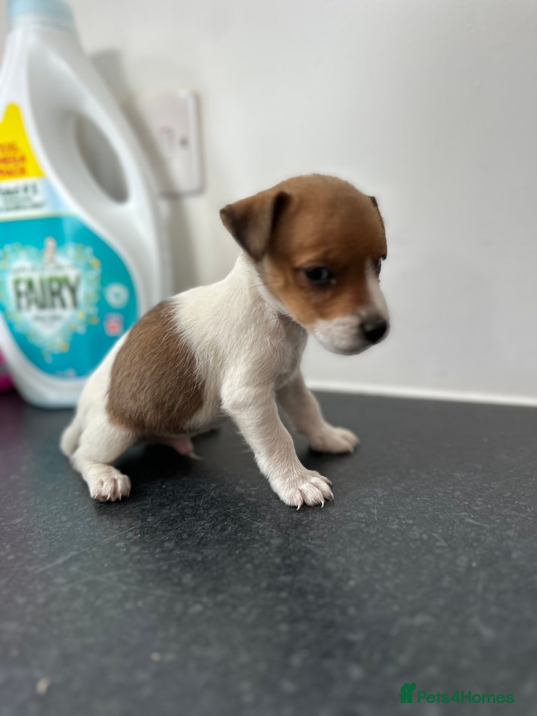 Jack Russell dogs for sale: Beautiful traditional jackrussel Pups  - Advert 13