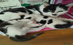 Domestic Shorthair cats for sale: Last little girl looking for her forever home  - Image 3
