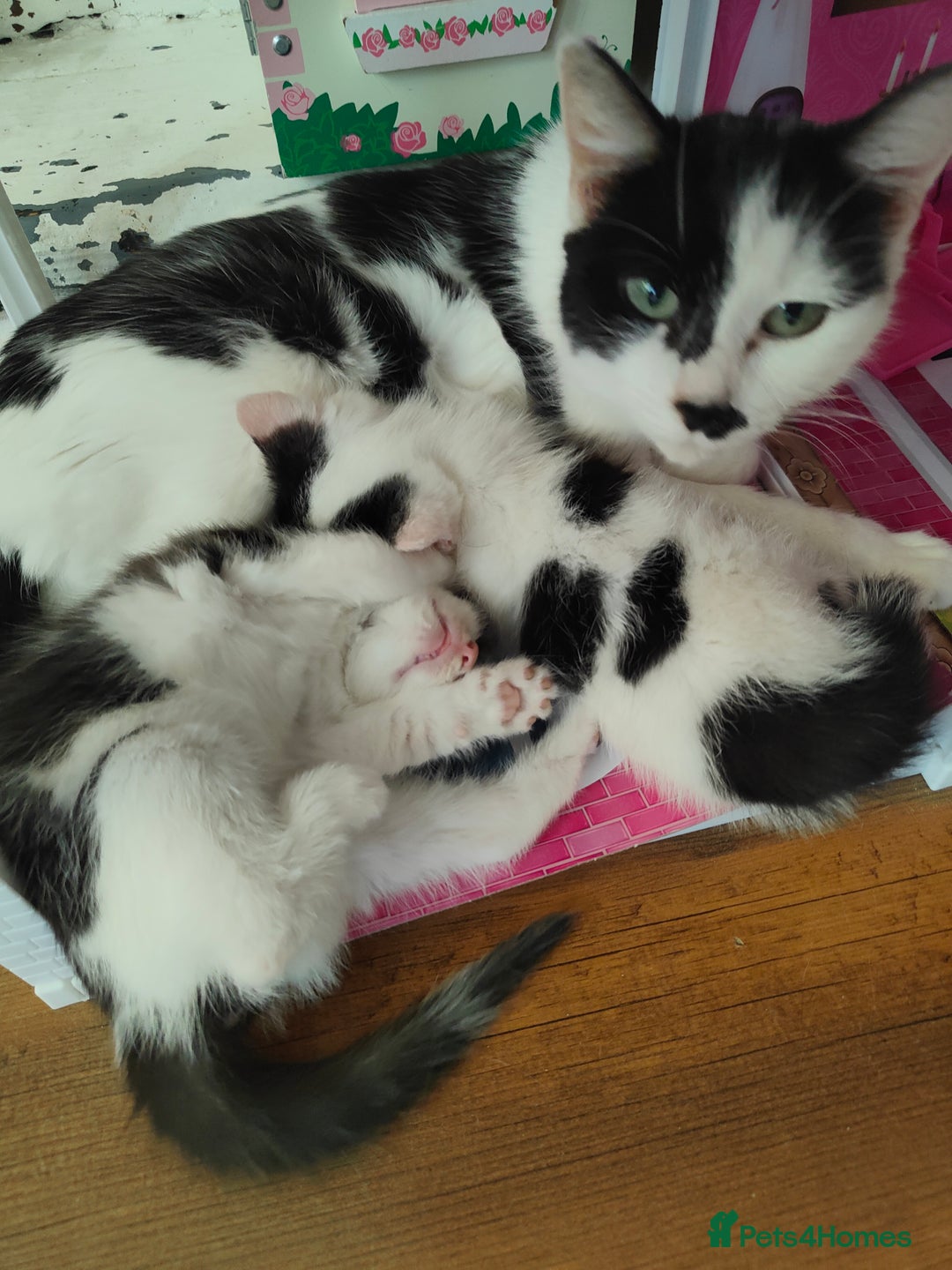 Domestic Shorthair cats for sale: Last little girl looking for her forever home  - Image 3
