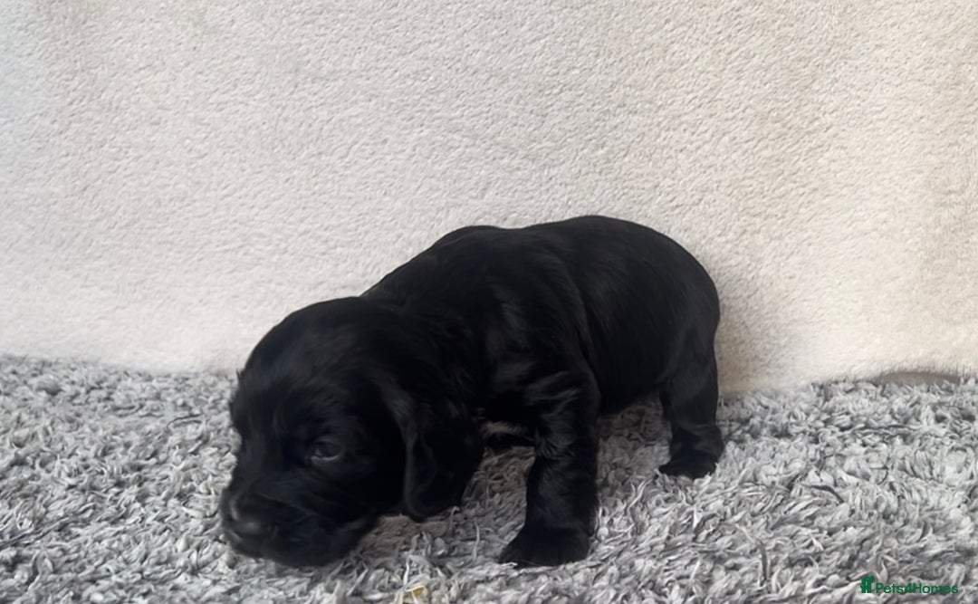 Cocker Spaniel dogs for sale: ✨Beautiful Cocker Spaniel Puppies✨ - Advert 14