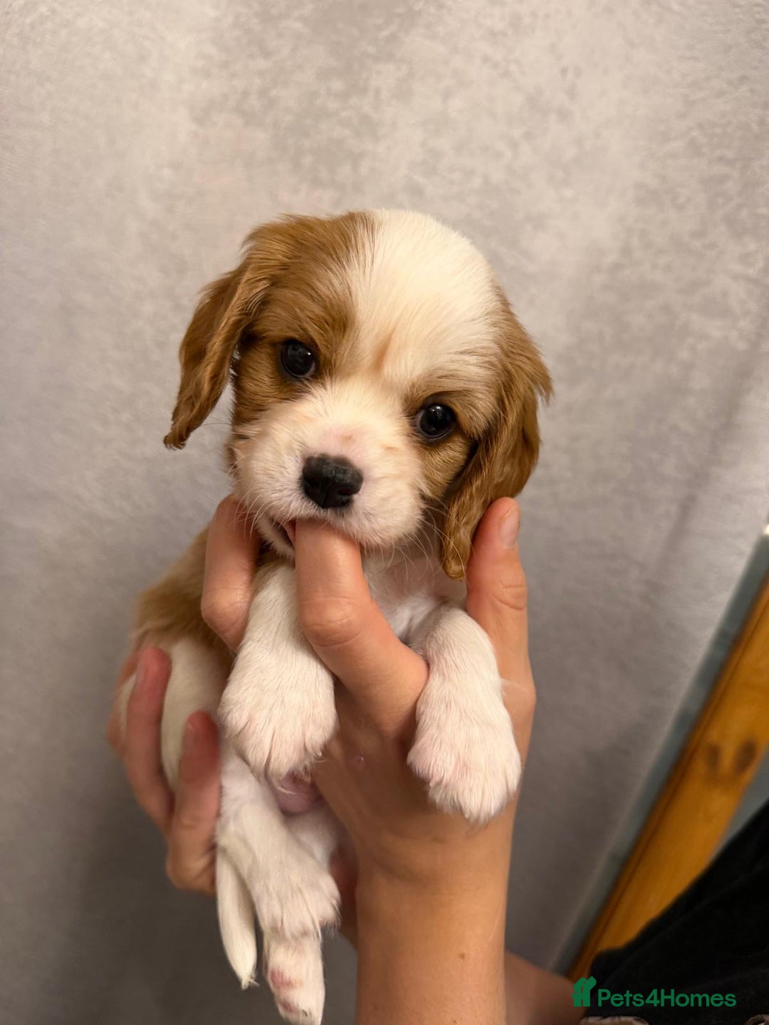 Cavalier King Charles Spaniel dogs for sale: Beautiful KC Registered Boy ✨ Health Tested ✨ - Advert 38
