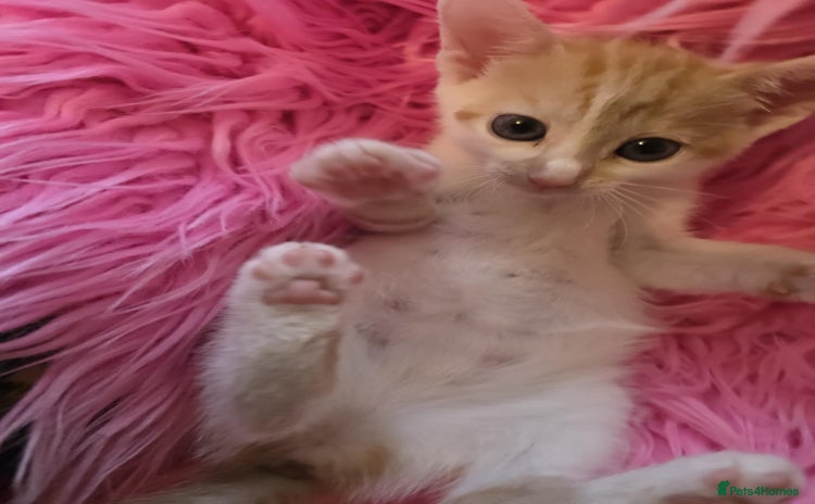 Mixed Breed cats - Advert 3