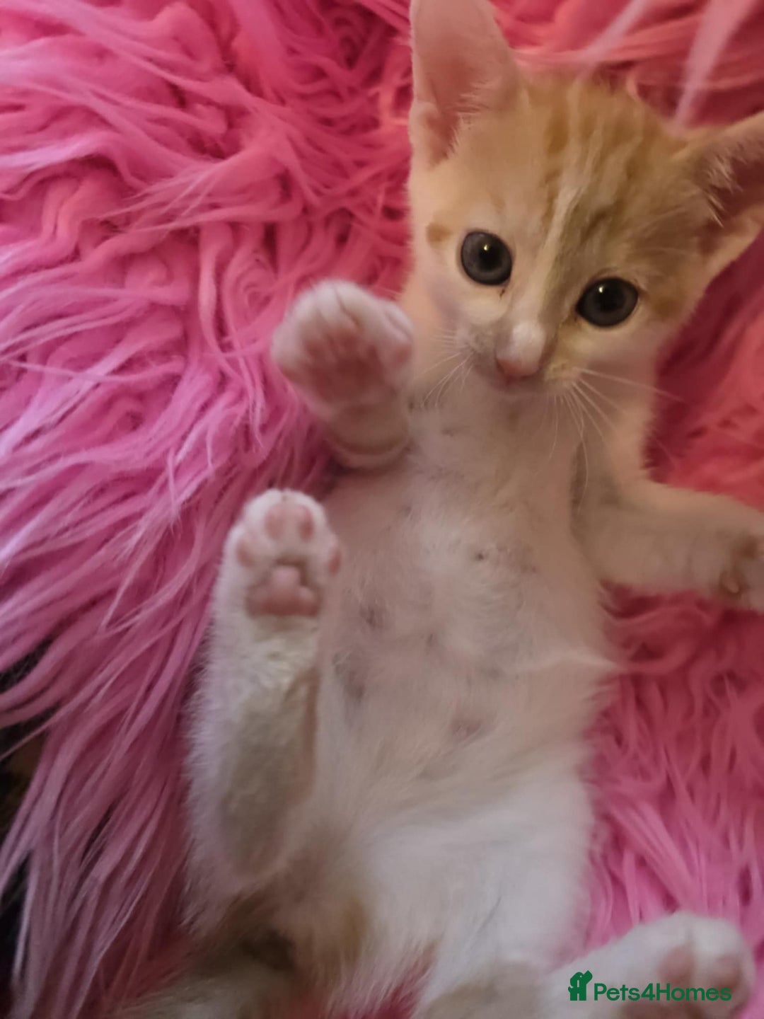 Mixed Breed cats for sale: Kittens  - Image 1