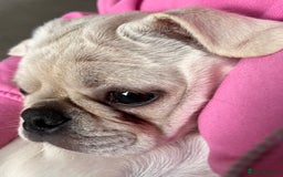 Pug dogs for sale: Casper is ready for his new home  - Image 3