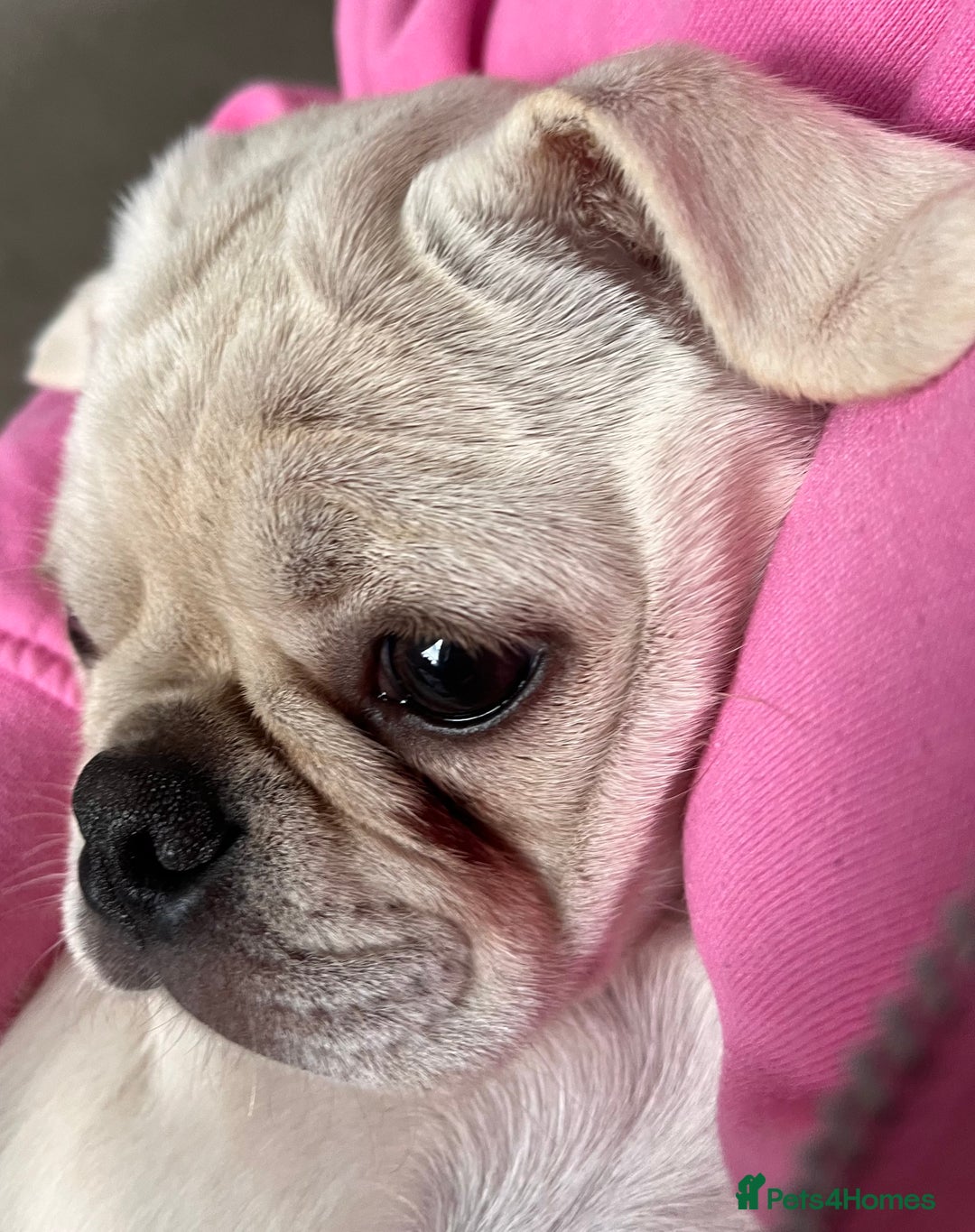 Pug dogs for sale: Casper is ready for his new home  - Image 3