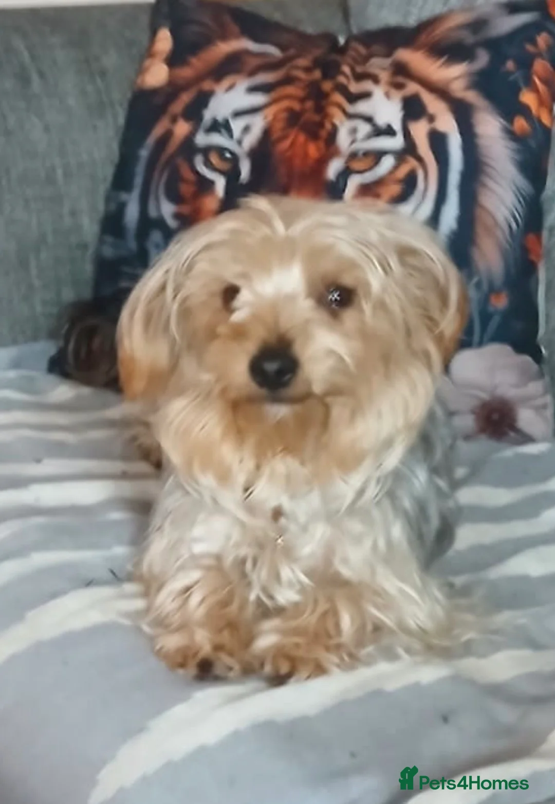 Yorkshire Terrier dogs for sale: Black yorkshire-terrier female  - Advert 6