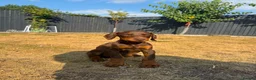 Dobermann dogs for sale: KC Registered Doberman puppies Available now. - Advert 2