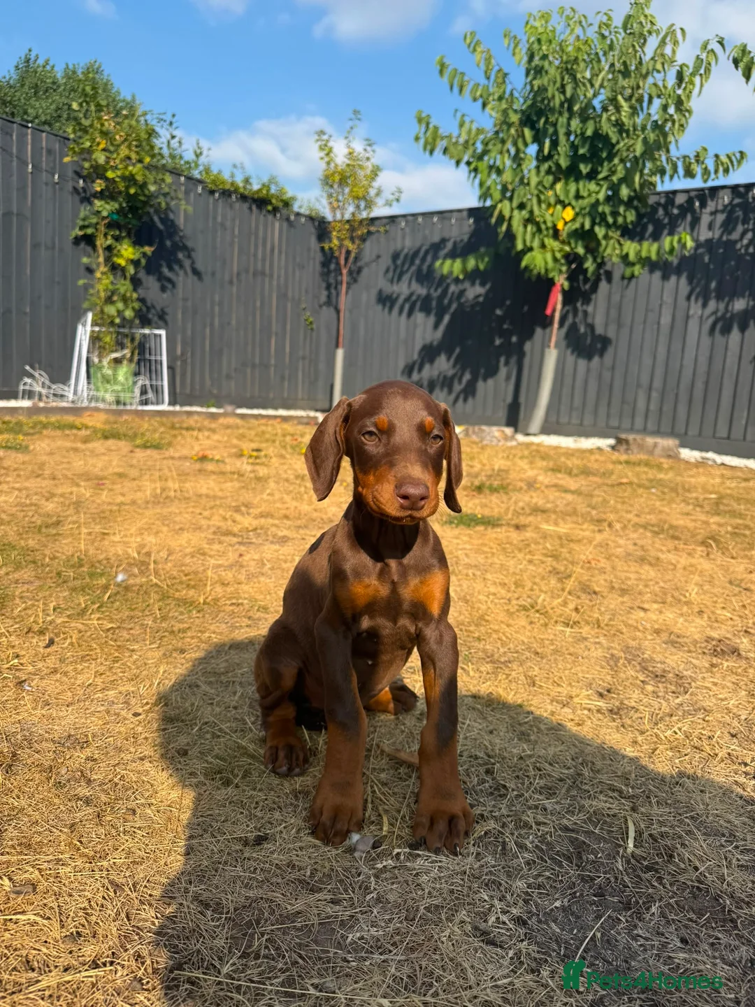 Dobermann dogs for sale: KC Registered Doberman puppies Available now. - Advert 2