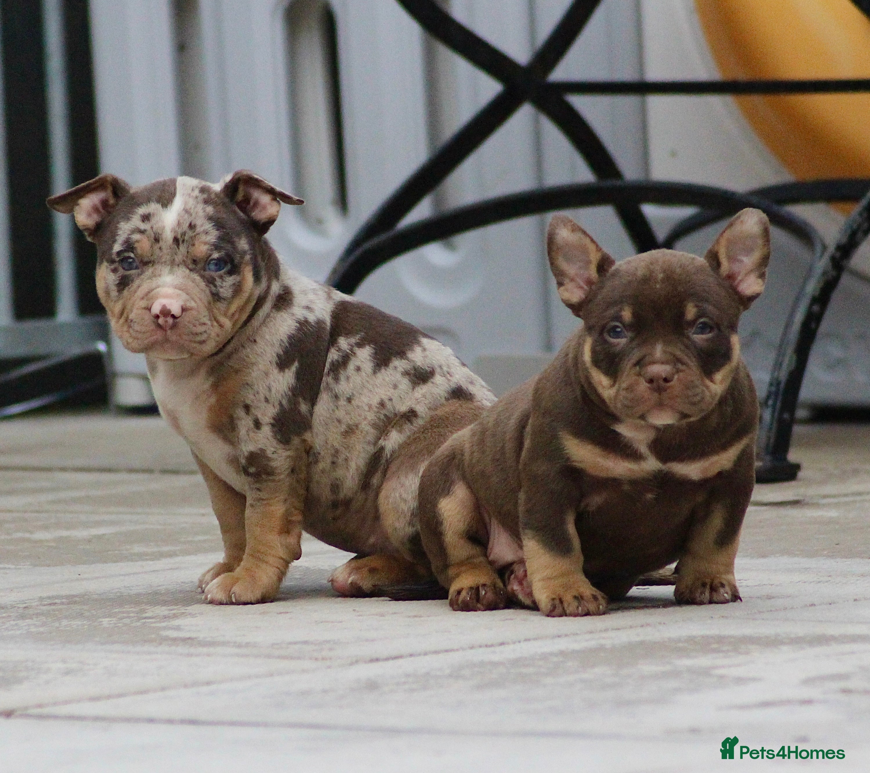 American Bully dogs American Bullys ( 2 choc tri girls left )  - Advert 21