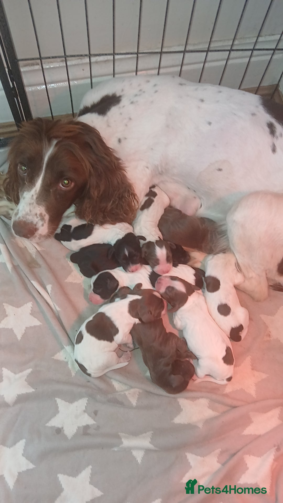 Sprocker dogs for sale: Beautiful litter of sprocker puppies - Image 1