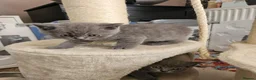 British Shorthair cats for sale: 3 beautiful boys  - Advert 7