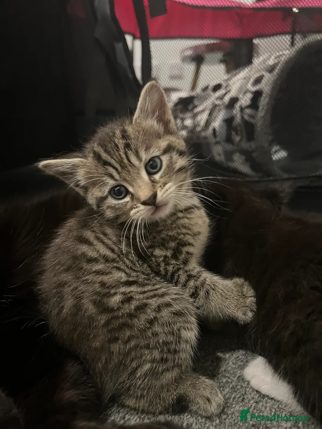 Mixed Breed cats for sale: Mixed breed kittens  - Advert 2