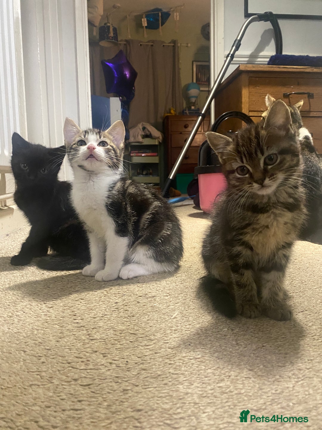 Mixed Breed cats for sale: 3 kittens available Portsmouth - Advert 4