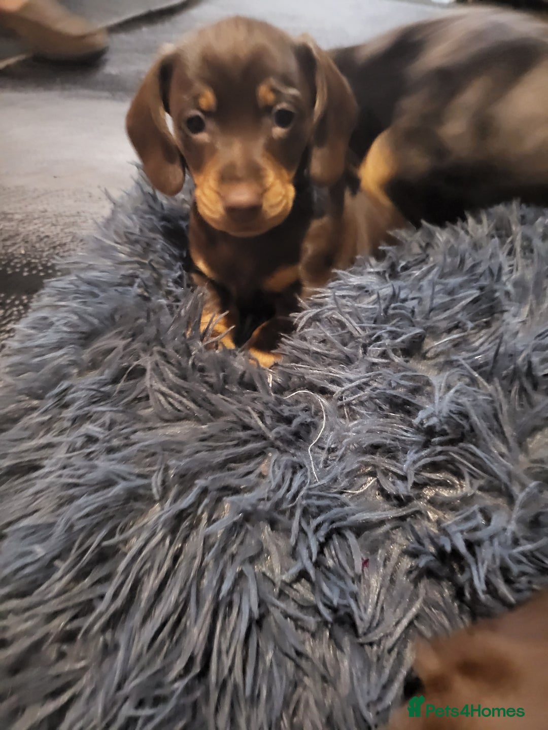 Dachshund dogs for sale: Litter of four beautiful dachshunds - Advert 7