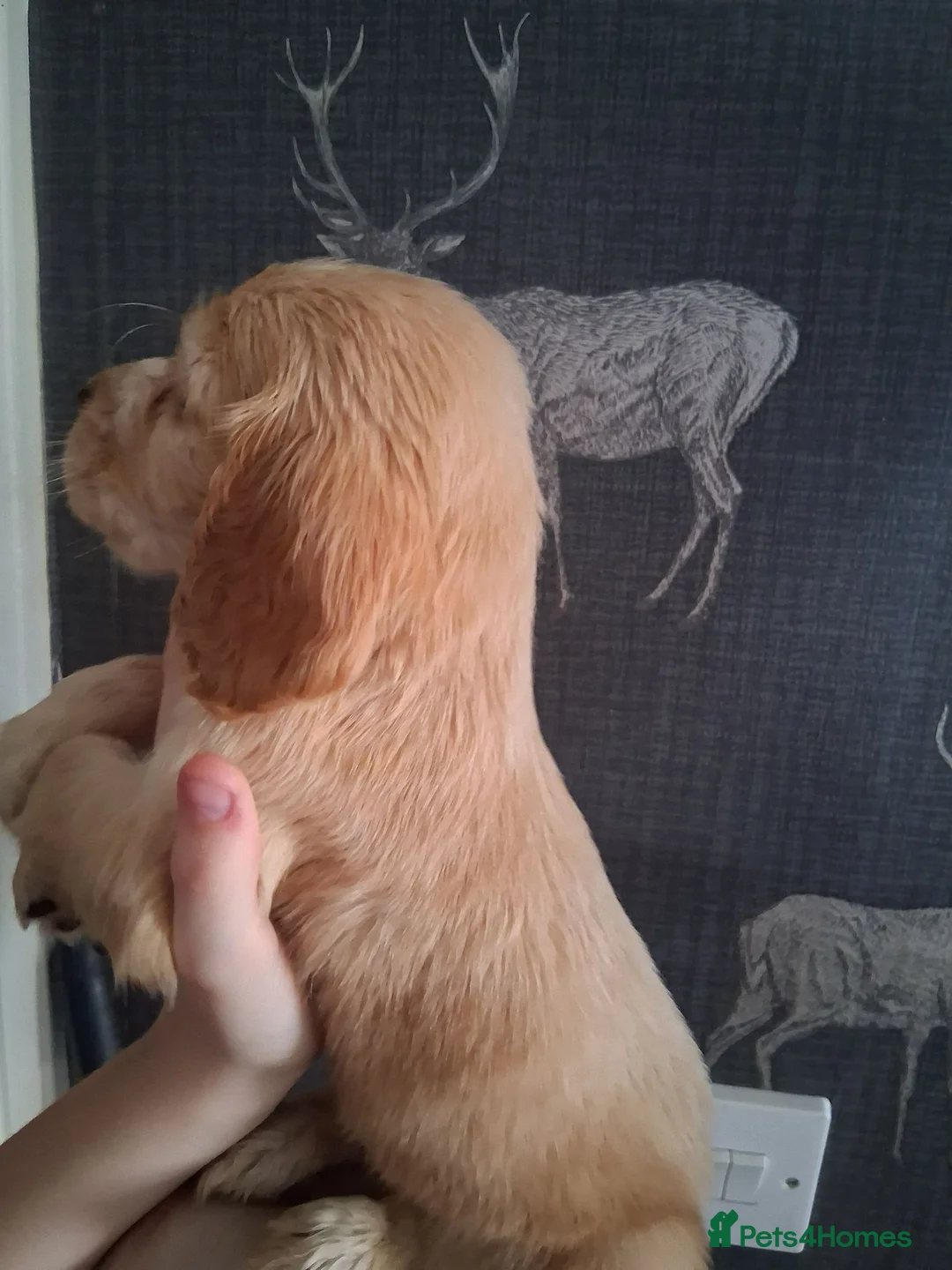 Cocker Spaniel dogs for sale: working cocker spaniels for sale - Advert 2