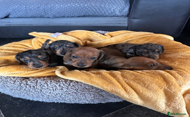 Miniature Dachshund dogs - Advert 6