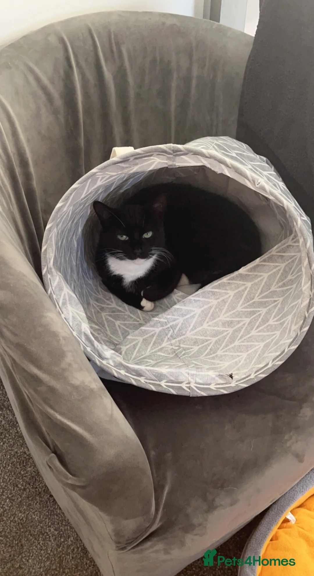 Mixed Breed cats for sale: Female cat needing rehomed  - Advert 1