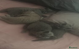 British Shorthair cats for sale: Beautiful British shorthair girl ready now - Advert 10