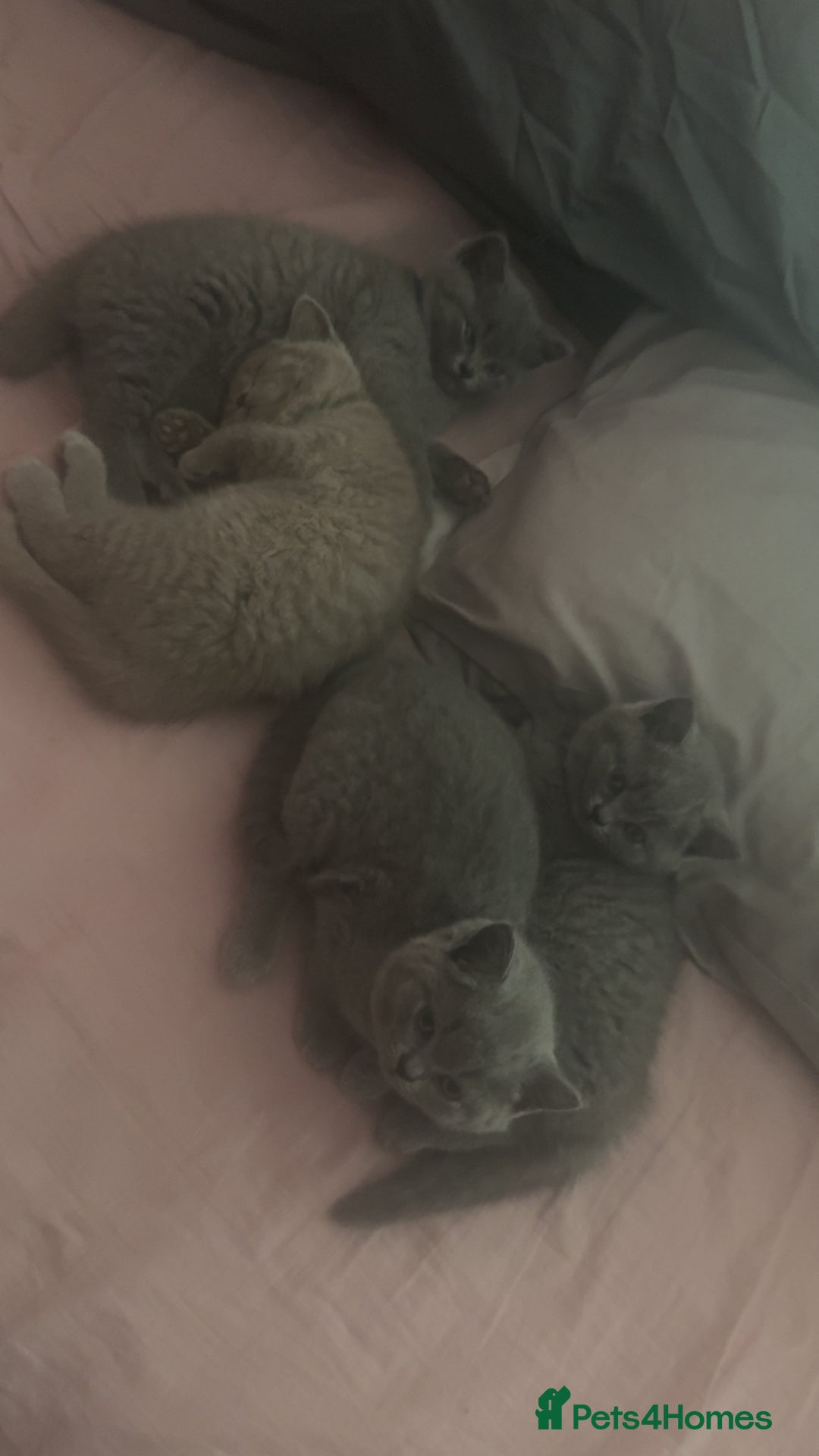 British Shorthair cats for sale: Beautiful British shorthair girl ready now - Advert 10
