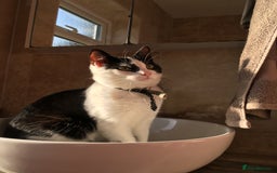 Domestic Shorthair cats for sale: Beautiful cats - Image 10