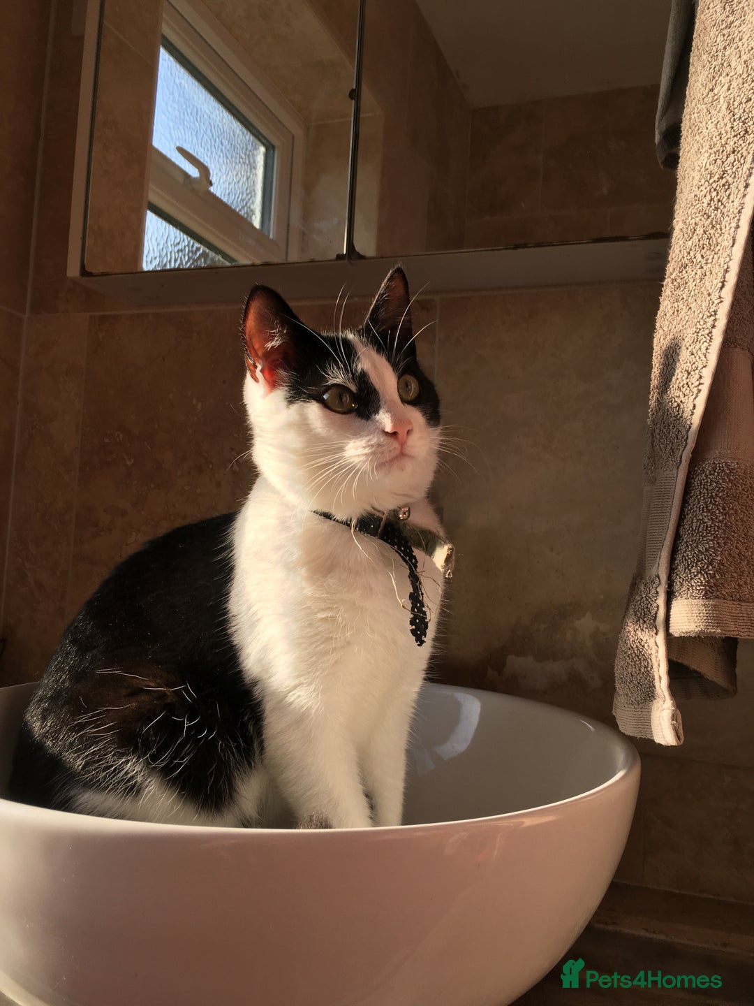 Domestic Shorthair cats for sale: Beautiful cats - Image 10