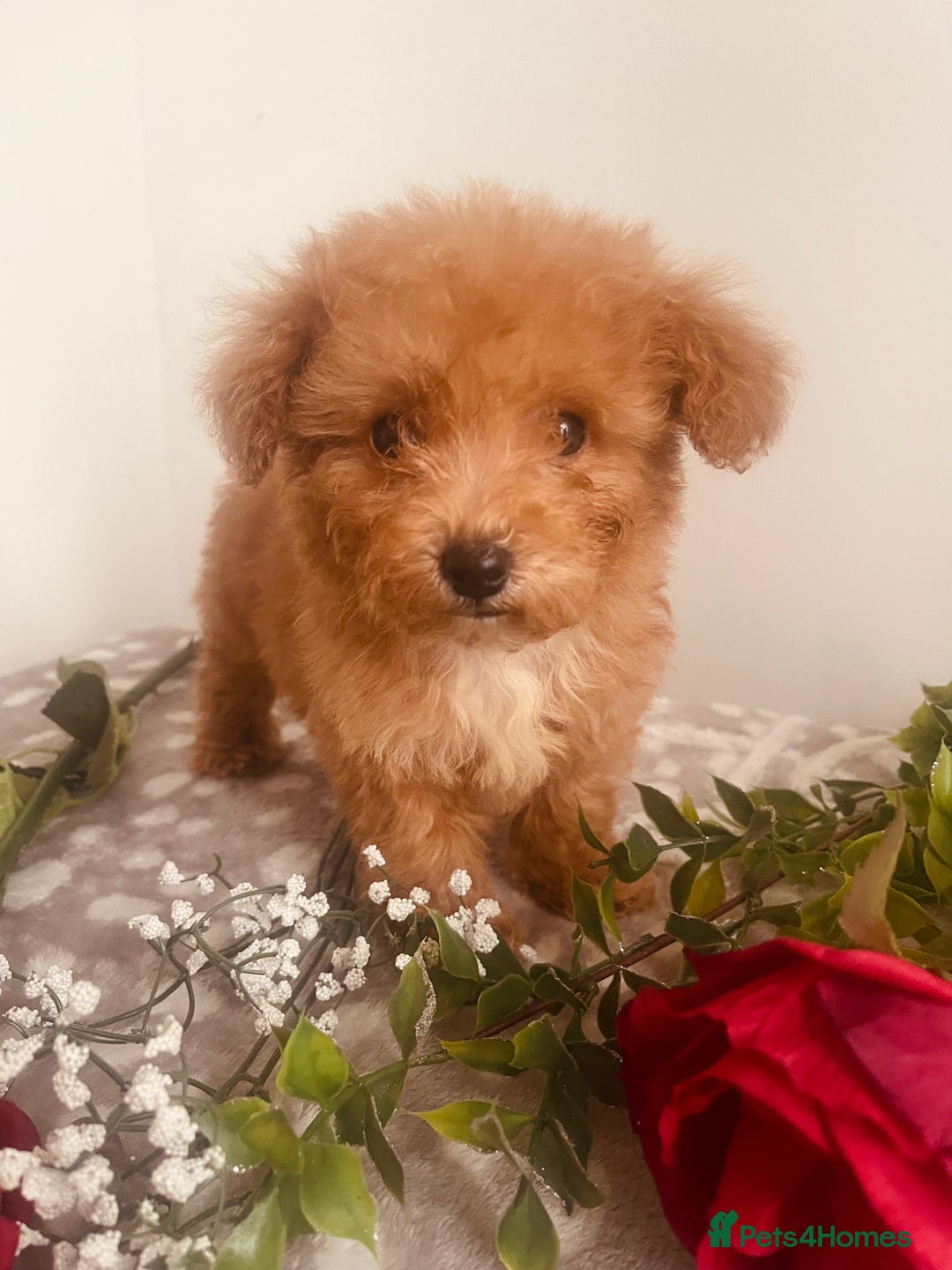 Maltipoo dogs for sale: 🐾 Two F1 Toy Maltipoo Boys Available 🐾 - Advert 14
