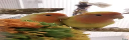 Lovebirds birds for sale: EVERYTHING INCLUDED - Dual Peach Faced Lovebirds - Advert 2