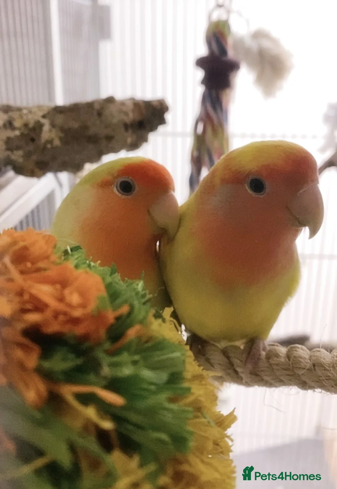 Lovebirds birds for sale: EVERYTHING INCLUDED - Dual Peach Faced Lovebirds - Advert 2