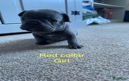 French Bulldog dogs for sale: French bulldog  - Image 10