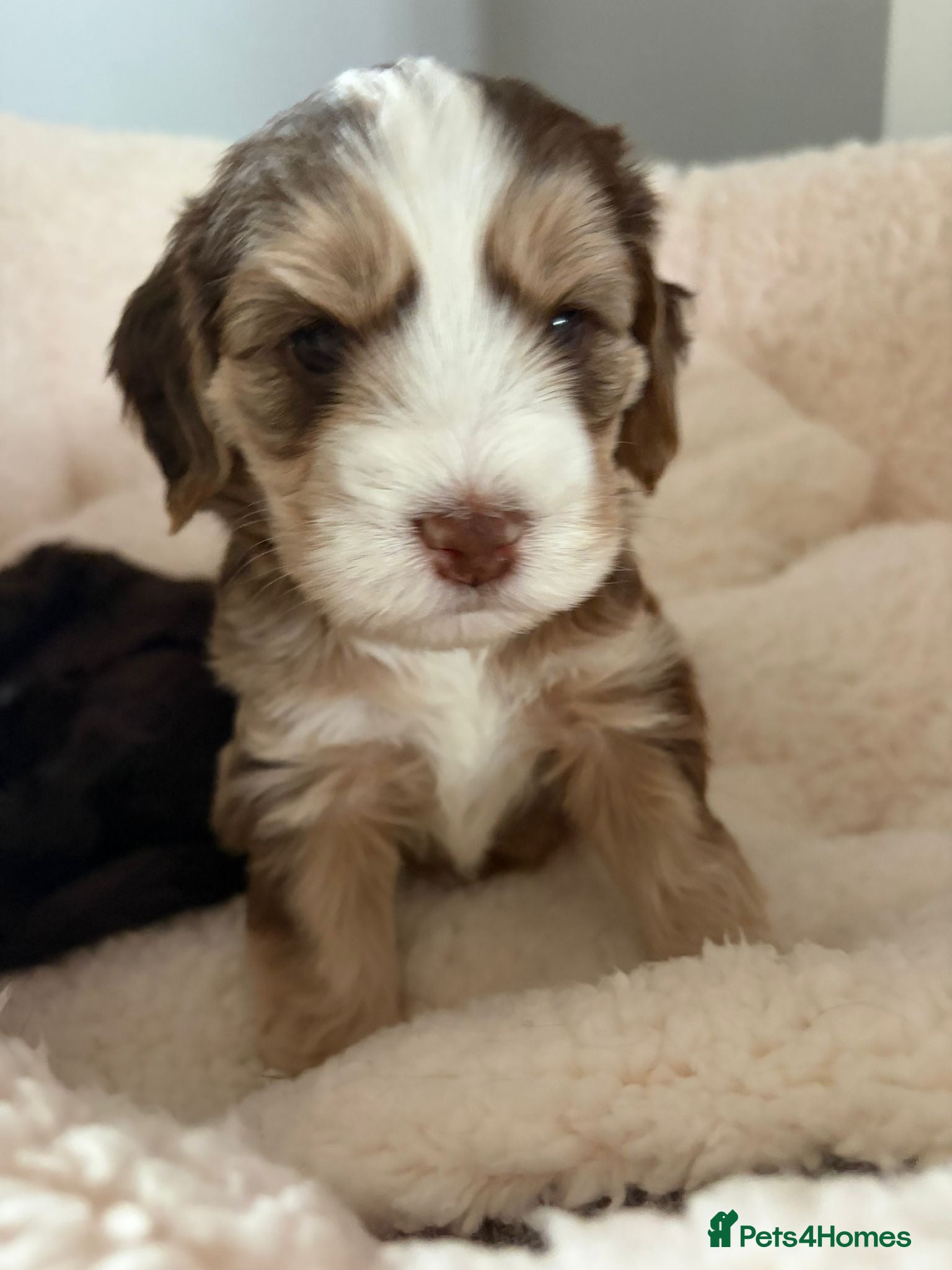 Cockapoo dogs 🐶 Beautiful Cockapoo Puppies plus a £100 voucher  - Advert 1