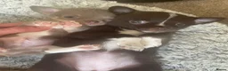 Chihuahua dogs for sale: Stunning Chihuahua Puppies READY NOW - Advert 3