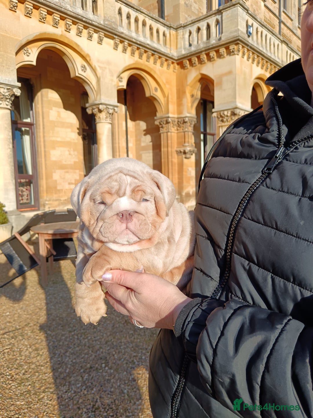 English Bulldog dogs for sale: 2 stunning males from the world famous Mr muscle  - Advert 10