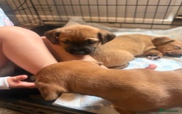 Mixed Breed dogs for sale: Rottweiler cross saluki puppies  - Image 13