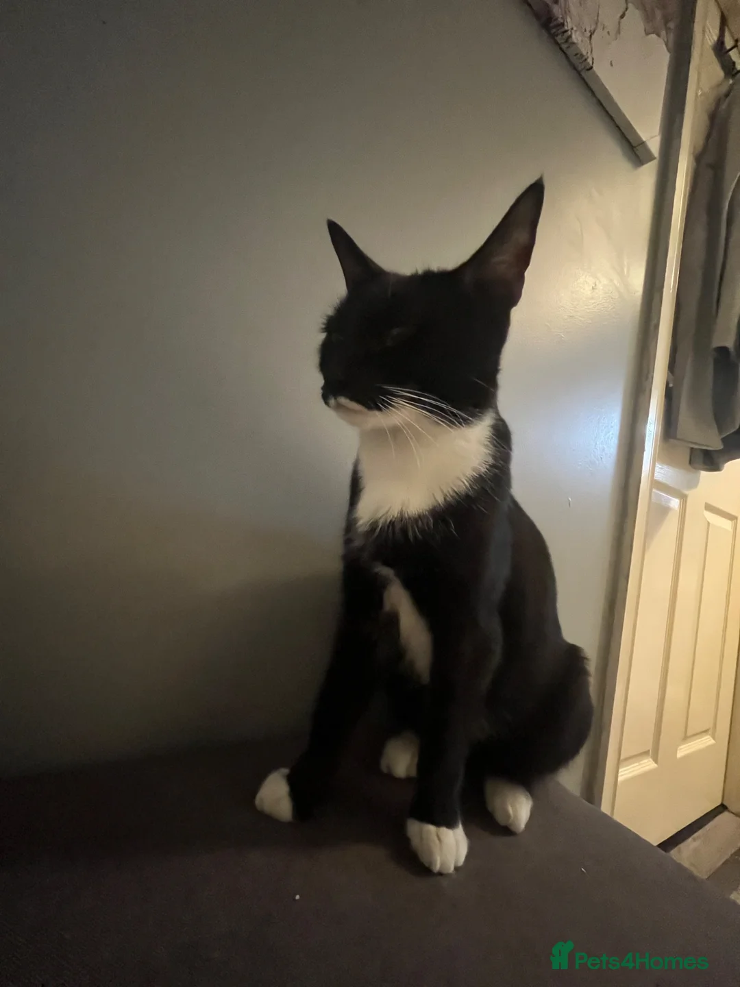 Mixed Breed cats for sale: Tuxedo Kittens  - Advert 1