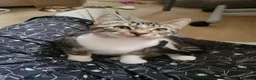 Domestic Shorthair cats for adoption: Mermaid - Advert 4